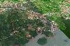 Developable Land for Sale in Sorsogon City